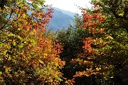 12 Colori autunnali